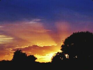Silhouette of trees at sunset