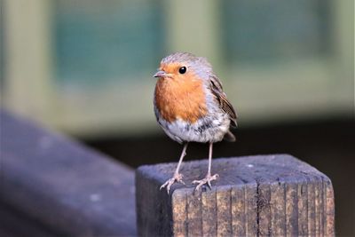 Close-up of bird perching on wooden post