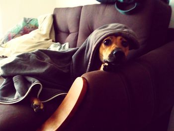 Close-up of dog on sofa at home