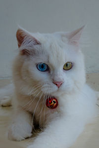 Close-up portrait of a cat