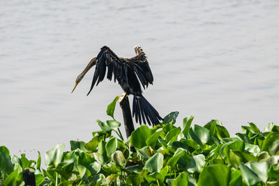 Bird flying over the lake