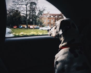 Close-up of dog against sky