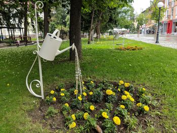 View of flowering plants in park