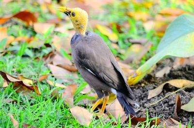 Close-up of bird perching on plant