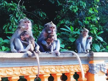 Monkey sitting on railing