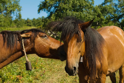 Horses in a field