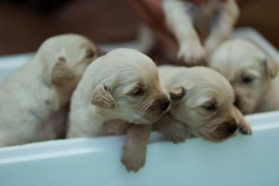 Close-up of puppy