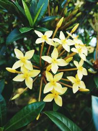 Close-up of yellow flowering plant