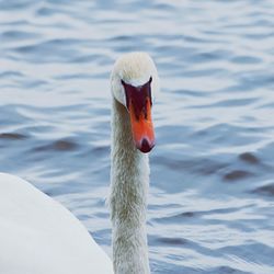 Close-up of swan swimming in lake