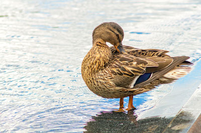 Female mallard duck anas platyrhynchos stand in water and preening its feathers