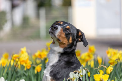 Close-up of a dog looking away