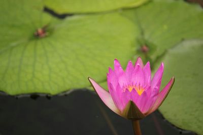 Close-up of pink lotus water lily in pond