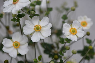 Close-up of white flowering plants