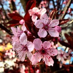 Close-up of cherry blossoms