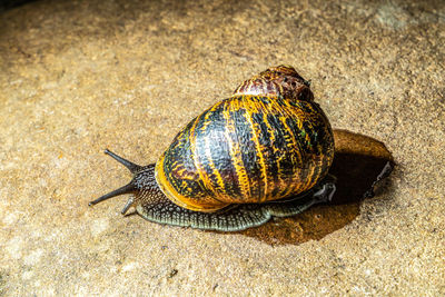 High angle view of snail on the rock 