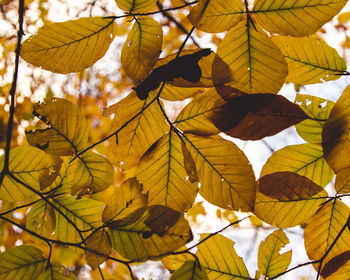 Close-up of leaves on branch