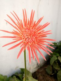 Close-up of red flower