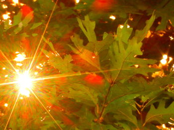 Close-up of plants against blurred background