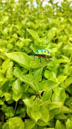 Close-up of insect on plant