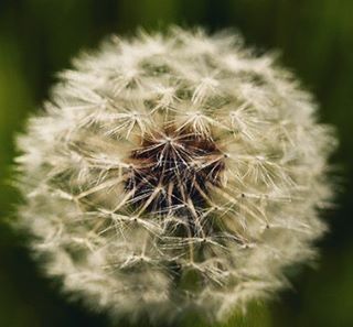 dandelion, flower, fragility, close-up, flower head, focus on foreground, freshness, growth, softness, white color, beauty in nature, nature, single flower, white, selective focus, wildflower, plant, no people, uncultivated, outdoors