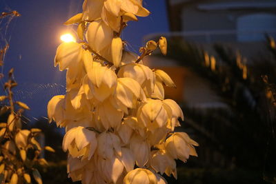 Close-up of yellow flowering plant