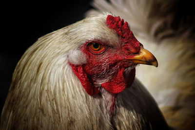 Close-up of rooster