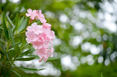 Close-up of pink flowering plant