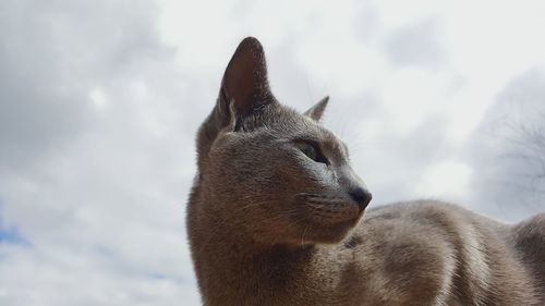 Close-up of a cat looking away