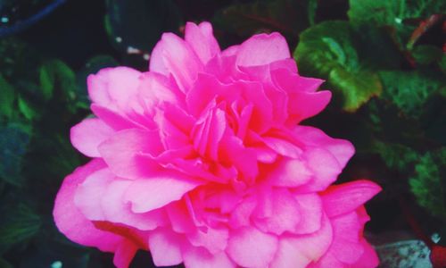 Close-up of pink rose