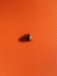 High angle view of ladybug