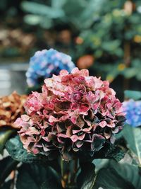 Close-up of pink hydrangea flowers