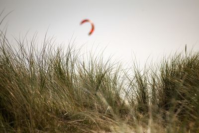 Close-up of grass against sky