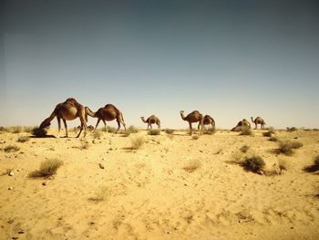 Camels on field against clear sky