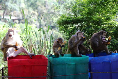 Monkeys eating corns on colorful garbage bins against trees