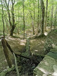 Trees in forest