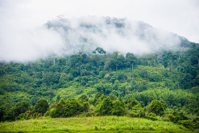 Scenic view of forest against sky