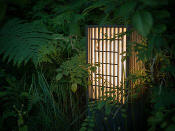Ivy growing in garden