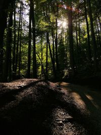 Trees in forest