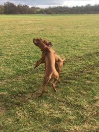 Dog playing on field