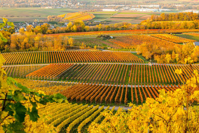 Scenic view of vineyard during autumn, heilbronn, germany 