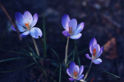 Close-up of blue flowers blooming outdoors