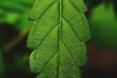 Close-up of wet leaves