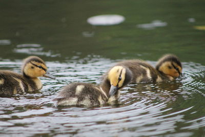 Close-up of ducks swimming on lake