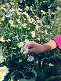 Low angle view of person hand on yellow flowering field