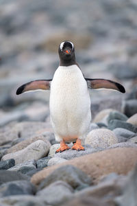 Gentoo penguin stands facing camera flippers extended