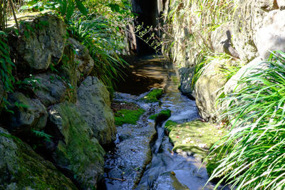 Moss covered rocks in forest