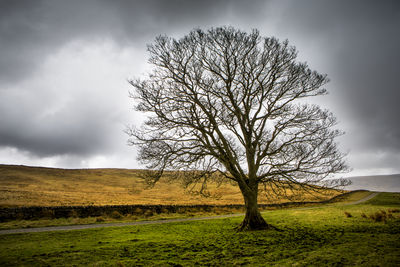 Bare tree on field against sky