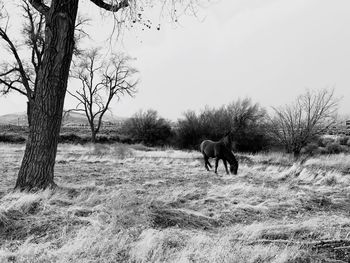 Horse on field against sky