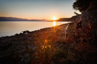 Close-up of plants by sea against sky during sunset