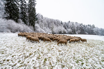 Flock of sheep in snow